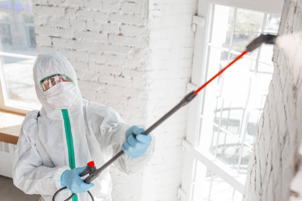 Reliable Bloomingdale, NJ Mold Removal Solutions