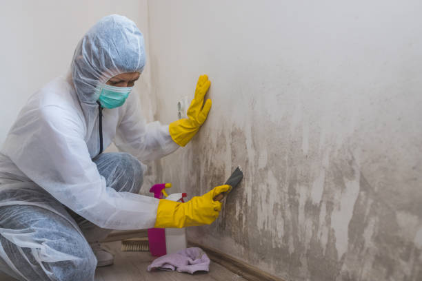Best Attic Mold Removal  in Bloomingdale, NJ