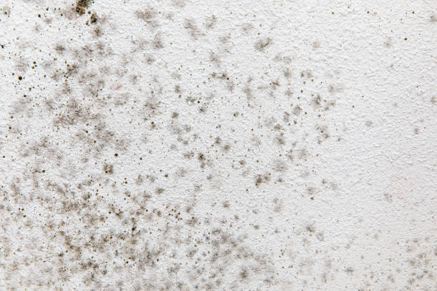 Best Mold-Related Health Consultation  in Bloomingdale, NJ