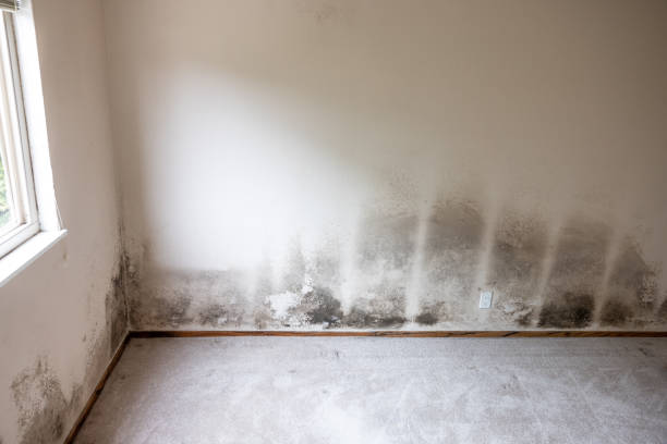 Best Biohazard Mold Removal  in Bloomingdale, NJ