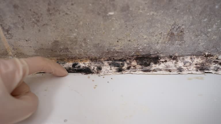 Best Dehumidification Services  in Bloomingdale, NJ