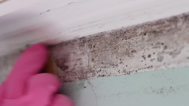Best Industrial Mold Remediation  in Bloomingdale, NJ